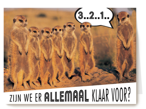 stokstaartjes zijn er klaar voor
