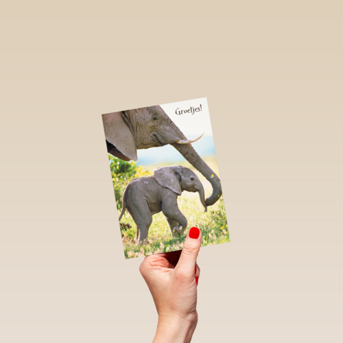 baby olifant