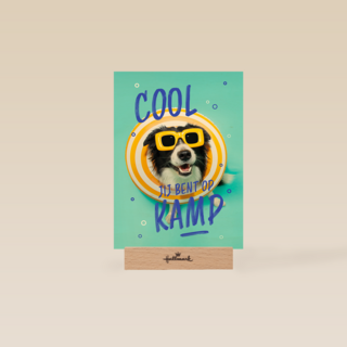 Op kamp hond bril