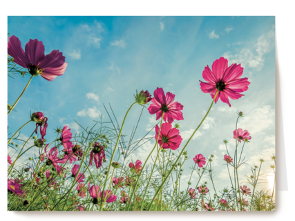 roze bloemen tegen een blauwe lucht