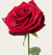 Single Roos Rood Met Vaas 