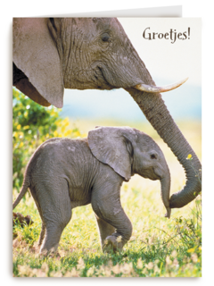 baby olifant