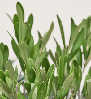 Olijfboompje Met Stijlvolle Mand