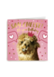 Llama say cheese