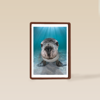 blanco kaart zeeleeuw