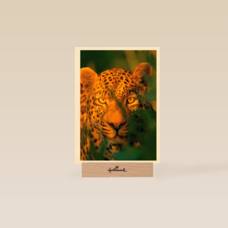 blanco kaart  luipaard