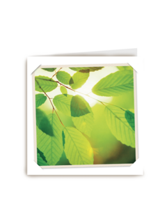 flash groen blad
