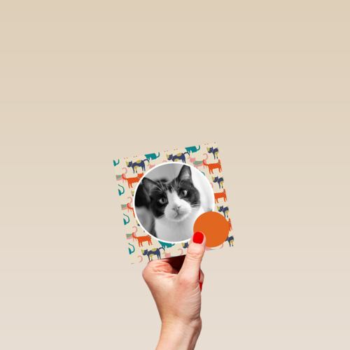 fotokaart miiiauw katten