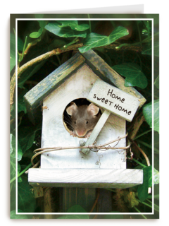 Verhuisd muis huisje