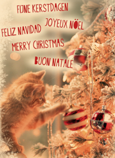 meertalig kat en kerstboom