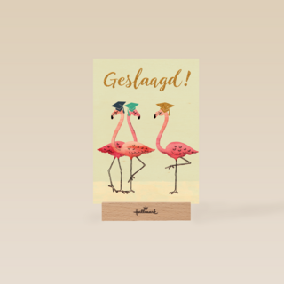 Flamingo geslaagd