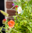 Blossombs Bloemzaden Giftset