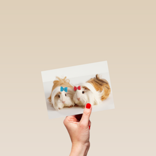 hamsters met strikjes