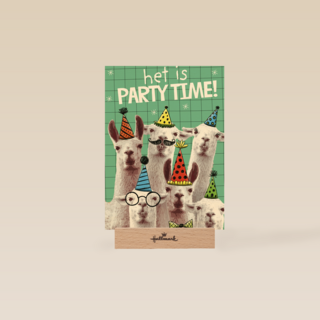 het is partytime met deze lamas