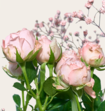 Brievenbusbloemen Ombre Rosa met Leonidas Chocolade Bonbons Hartjes 