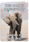 verjaardag kaart grappig this card is irrelephant
