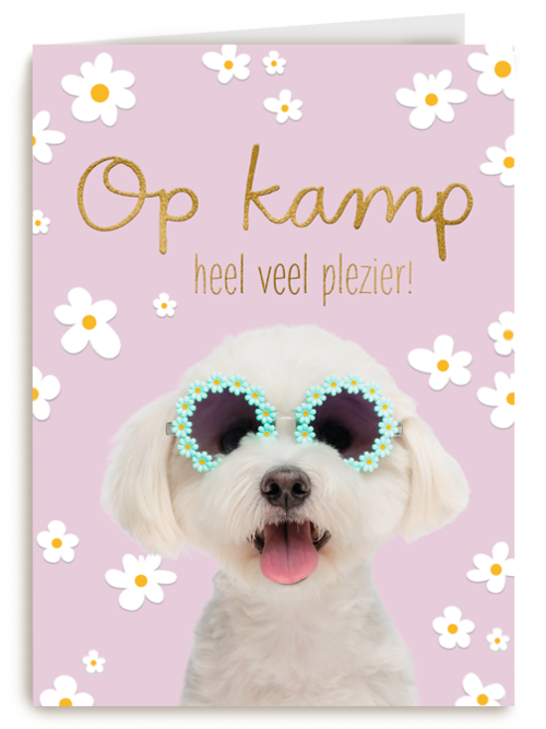Hond op kamp