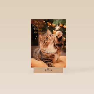 Prettige kerst en gelukkig nieuwjaar kat