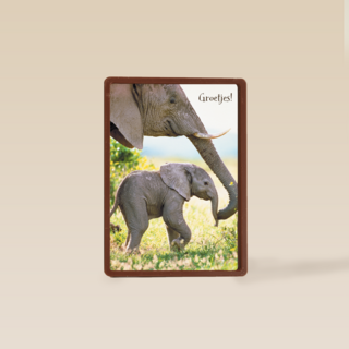 baby olifant