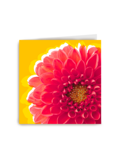 Blanco kaart rode dahlia
