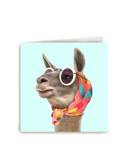 lama met zonnebril