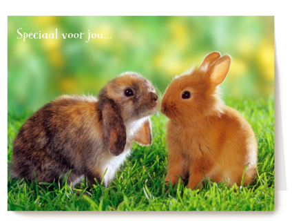 Konijnen speciaal voor jou