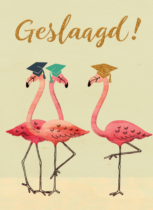 Flamingo geslaagd