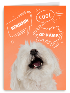 Hond cool op kamp oranje