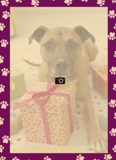 fotokaart paars omkader viervoeter