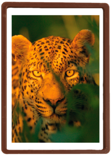 blanco kaart  luipaard