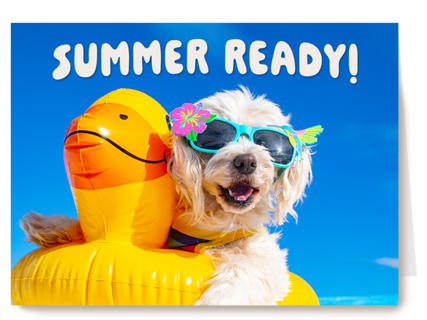 Summer ready dog
