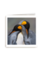 blanco kaart pinguins