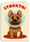 Beterschap Hond Gebroken Poot