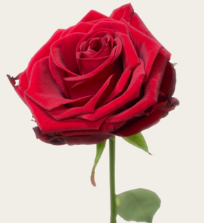 Single Roos Rood Met Vaas 