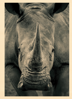 blanco kaart neushoorn