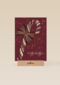 Kerstkaart candy cane