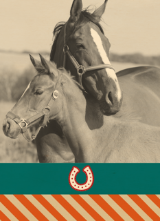 fotokaart voor paarden