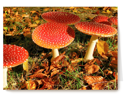 Paddenstoelen in de herfst