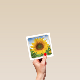 flash zonnebloem