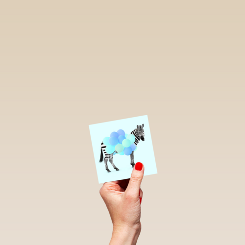 zebra met ballonnen blauw