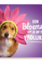 een bloemetje om je op te vrolijken