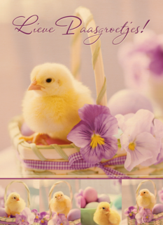 Kuiken in mandje met viooltje lieve paasgroetjes