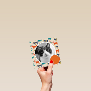 fotokaart miiiauw katten