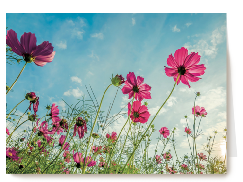 roze bloemen tegen een blauwe lucht