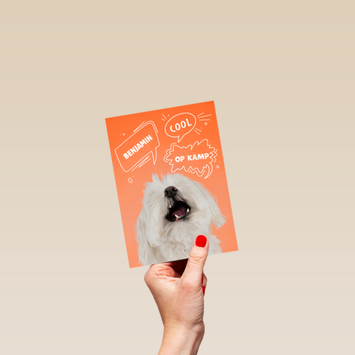 Hond cool op kamp oranje