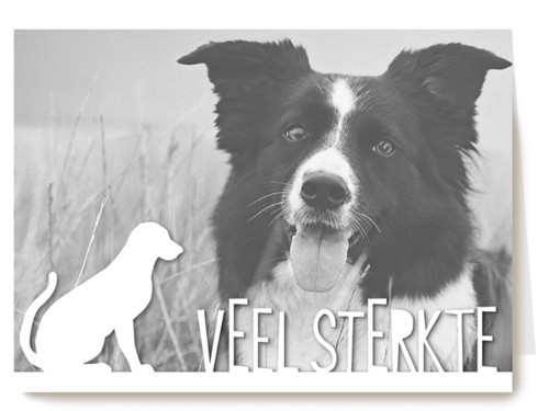 fotokaart veel sterkte verlies huisdier hond