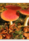Paddenstoelen in de herfst