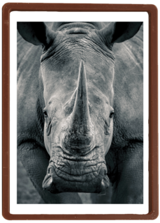 blanco kaart neushoorn