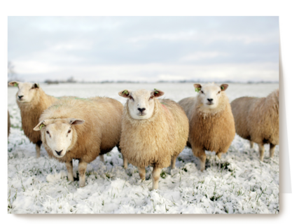 schapen in de sneeuw