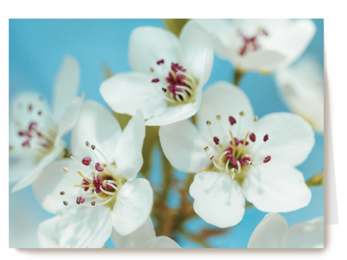 mooie witte bloemen met roze en gele accenten